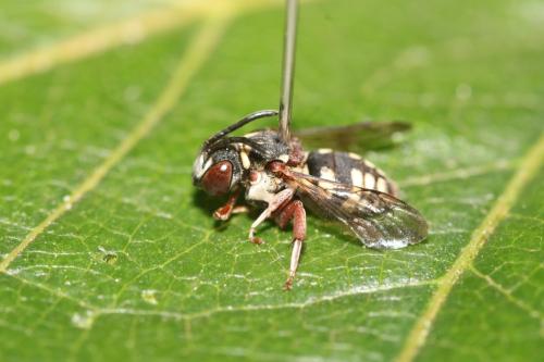 Réf. 348 160 : Epeolus cruciger